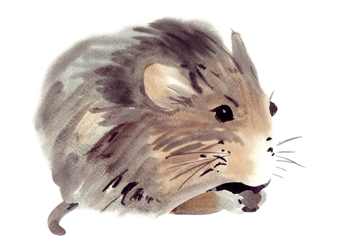 a mouse